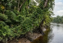 Como espécies exóticas invadem a Amazônia e ameaçam o equilíbrio da biodiversidade e das lavouras nativas