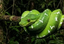 Como a exótica cobra papagaio utiliza visão térmica para caçar morcegos nas copas mais altas da Floresta Amazônica