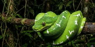 Como a exótica cobra papagaio utiliza visão térmica para caçar morcegos nas copas mais altas da Floresta Amazônica