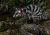 Como a rara cuíca d’água une marsupiais terrestres a hábitos aquáticos em um elo evolutivo único nas Américas