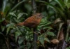 Como o lendário uirapuru utiliza mimetismo vocal para incorporar cantos de outras aves e dominar a floresta amazônica