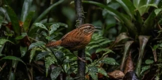 Como o lendário uirapuru utiliza mimetismo vocal para incorporar cantos de outras aves e dominar a floresta amazônica
