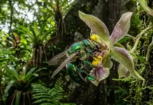 Como a castanha do pará depende de orquídeas e abelhas robustas para gerar o fruto icônico da floresta amazônica