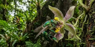 Como a castanha do pará depende de orquídeas e abelhas robustas para gerar o fruto icônico da floresta amazônica