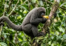 Como o inteligente macaco barrigudo utiliza memória espacial e laços sociais para mapear árvores frutíferas na floresta amazônica