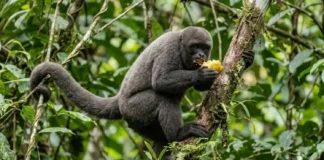Como o inteligente macaco barrigudo utiliza memória espacial e laços sociais para mapear árvores frutíferas na floresta amazônica