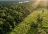Como a invasão de plantas e animais exóticos ameaça a biodiversidade da Amazônia e desequilibra a produção agrícola nacional