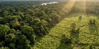 Como a invasão de plantas e animais exóticos ameaça a biodiversidade da Amazônia e desequilibra a produção agrícola nacional
