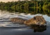 Como a onça-pintada cruza rios de grande extensão para conectar populações e garantir a sobrevivência da biodiversidade na Amazônia