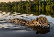Como a onça-pintada cruza rios de grande extensão para conectar populações e garantir a sobrevivência da biodiversidade na Amazônia