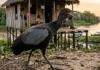 Como o jacamim atua como alarme biológico em comunidades ribeirinhas e protege a rica biodiversidade da floresta amazônica