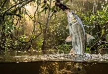 Como a interação ecológica entre o peixe matrinxã e a vegetação nativa direciona o manejo sustentável das florestas inundadas na Amazônia