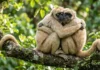 Como os mecanismos de pacificação do muriqui-do-norte influenciam os estudos de comportamento social e conservação de primatas na Mata Atlântica
