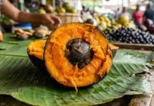 Como a alta concentração de betacaroteno no tucumã impulsiona o mercado de fitoterápicos e fortalece a bioeconomia na Amazônia paraense