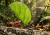 Como a biomecânica da formiga-cortadeira e o cultivo simbiótico de fungos direcionam inovações em bioengenharia e manejo agrícola no Brasil
