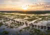Como a pecuária bubalina na Ilha de Marajó molda os ecossistemas de campos alagados e impulsiona o turismo sustentável paraense