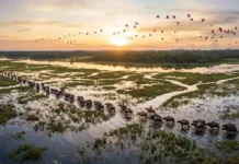 Como a pecuária bubalina na Ilha de Marajó molda os ecossistemas de campos alagados e impulsiona o turismo sustentável paraense