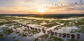 Como a pecuária bubalina na Ilha de Marajó molda os ecossistemas de campos alagados e impulsiona o turismo sustentável paraense Como a pecuária bubalina na Ilha de Marajó molda os ecossistemas de campos alagados e impulsiona o turismo sustentável paraense