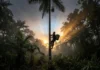 Como a biomecânica e o manejo ancestral dos peconheiros do Pará direcionam a colheita sustentável e a bioeconomia do açaí na Amazônia