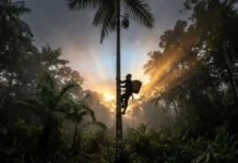 Como a biomecânica e o manejo ancestral dos peconheiros do Pará direcionam a colheita sustentável e a bioeconomia do açaí na Amazônia