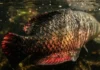 Como a etimologia tupi do pirarucu descreve a biologia de suas escamas e orienta o manejo sustentável do gigante dos rios amazônicos