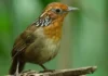 Como o canto complexo do uirapuru influencia a ecologia comportamental e a conservação de aves nativas na Amazônia