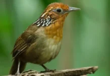 Como o canto complexo do uirapuru influencia a ecologia comportamental e a conservação de aves nativas na Amazônia