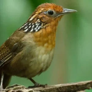 Como o canto complexo do uirapuru influencia a ecologia comportamental e a conservação de aves nativas na Amazônia