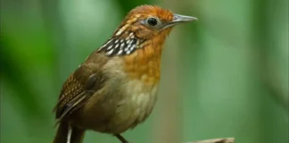 Como o canto complexo do uirapuru influencia a ecologia comportamental e a conservação de aves nativas na Amazônia Como o canto complexo do uirapuru influencia a ecologia comportamental e a conservação de aves nativas na Amazônia