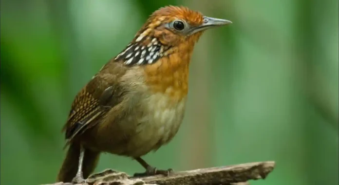 Como o canto complexo do uirapuru influencia a ecologia comportamental e a conservação de aves nativas na Amazônia