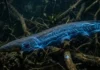 Como os peixes elétricos coordenam milhares de células biológicas em série para gerar descargas de 860 volts nos rios escuros