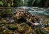 Como a cuíca-d’água evoluiu com membranas interdigitais para caçar peixes em riachos rápidos da Amazônia profunda