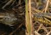 Como a engenharia evolutiva da sucuri-amarela e da verde revela espécies totalmente separadas por habitat e comportamento na América do Sul