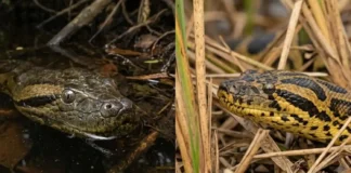 Como a engenharia evolutiva da sucuri-amarela e da verde revela espécies totalmente separadas por habitat e comportamento na América do Sul