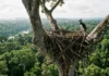 Como a engenharia biológica do gavião-real constrói ninhos de até uma tonelada nas árvores emergentes da Amazônia