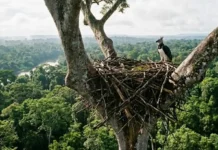 Como a engenharia biológica do gavião-real constrói ninhos de até uma tonelada nas árvores emergentes da Amazônia