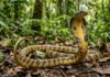 Caninana combina mimetismo comportamental e truques visuais para afugentar predadores na floresta sem ter veneno