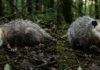 Mecanismo neurológico da tanatose permite ao gambá simular a própria morte com secreção fétida para desarmar predadores na natureza