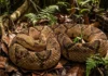 Surucucu pico de jaca combina recorde de veneno e comportamento pacífico que evita acidentes com humanos nas florestas tropicais