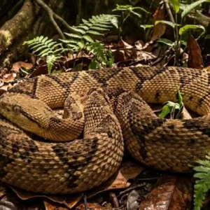 Surucucu pico de jaca combina recorde de veneno e comportamento pacífico que evita acidentes com humanos nas florestas tropicais