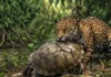 Jaguar da Amazônia demonstra mordida mais forte proporcionalmente entre felinos ao romper casco de tartaruga no Pantanal