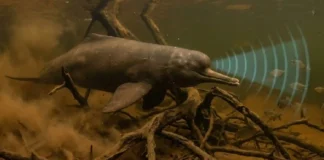 Toninha do Tocantins desafia correntezas extremas e usa ecolocalização para caçar em águas turvas de rios amazônicos