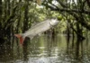 Matrinxã realiza saltos acrobáticos de dois metros para capturar sementes e frutos nas copas das florestas alagadas da Amazônia