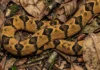 Surucucu de fogo utiliza padrão cromático e geometria dorsal para mimetizar folhas secas e enganar predadores nas florestas tropicais