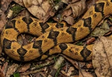Surucucu de fogo utiliza padrão cromático e geometria dorsal para mimetizar folhas secas e enganar predadores nas florestas tropicais