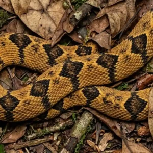 Surucucu de fogo utiliza padrão cromático e geometria dorsal para mimetizar folhas secas e enganar predadores nas florestas tropicais