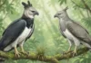 Gavião real falso mimetiza plumagem da harpia e cria confusão visual que desafia censos de aves na floresta amazônica