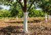 Caiação de troncos reflete radiação solar e atua como barreira térmica protetora para árvores jovens em pomares e jardins