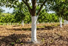 Caiação de troncos reflete radiação solar e atua como barreira térmica protetora para árvores jovens em pomares e jardins