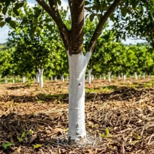 Caiação de troncos reflete radiação solar e atua como barreira térmica protetora para árvores jovens em pomares e jardins